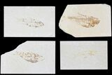 Lot: Cheap to Green River Fossil Fish - Pieces #81226-1